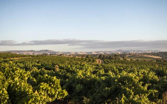 Barossa Valley vineyards in late-afternoon light, with the ranges behind