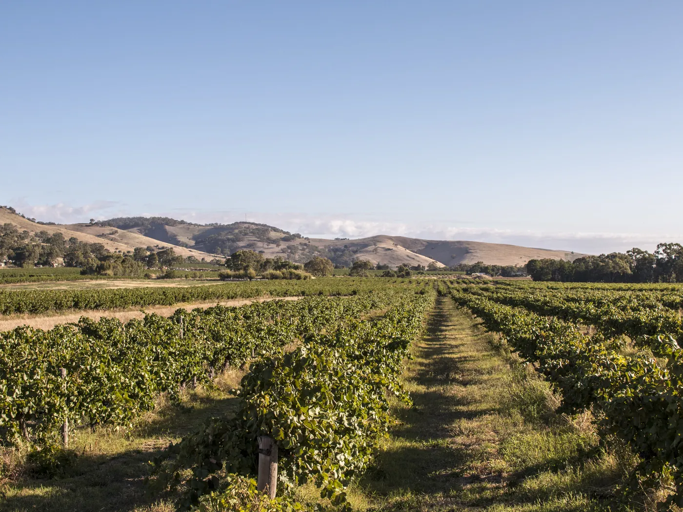 Rows of vines running towards the hills in the Barossa Valley