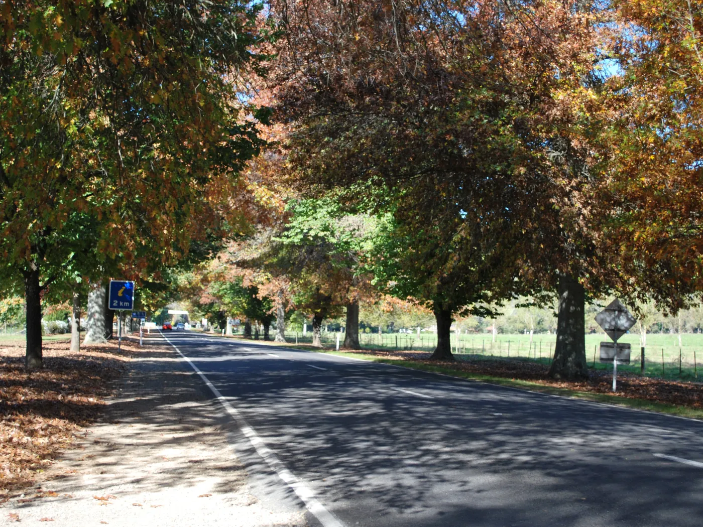 Autumn trees along the highway into Bright