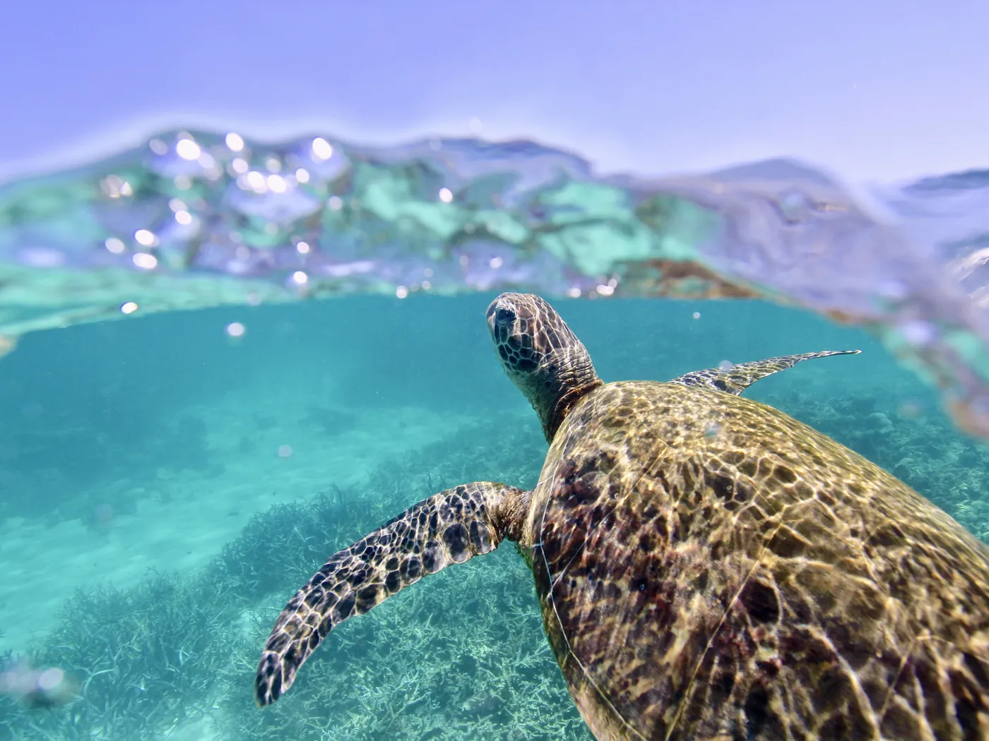 A green sea turtle swimming at Ningaloo Reef