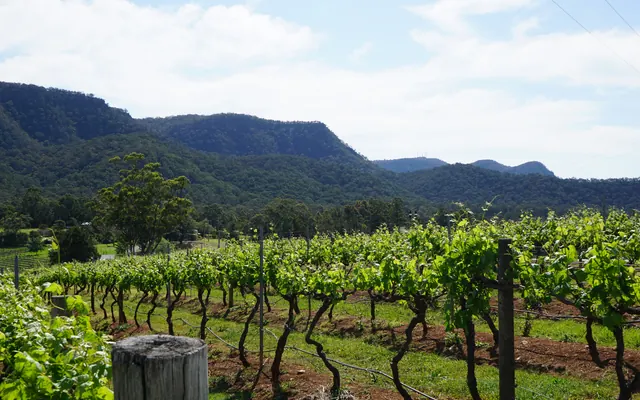 Vineyard rows below forested hills in the Hunter Valley