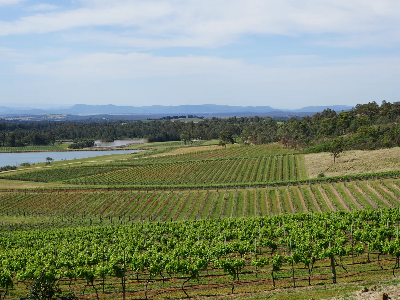 Rows of vines and a dam across a Hunter Valley vineyard