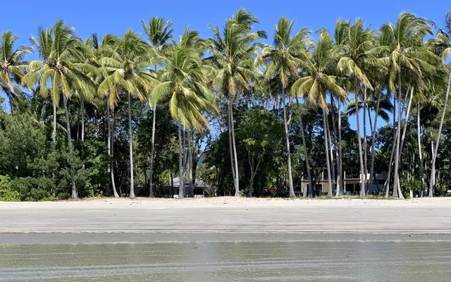 Palm trees along Four Mile Beach, Port Douglas