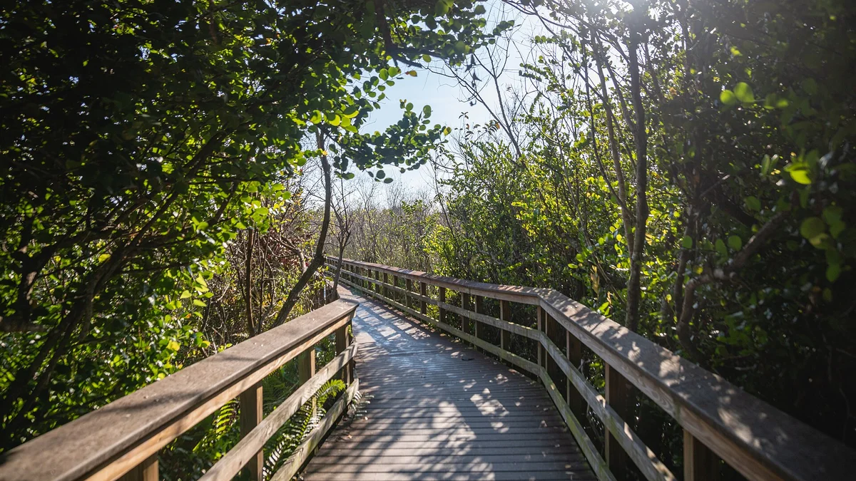 Flat wooden boardwalk trail running through green wetland vegetation on the Bobcat Boardwalk
