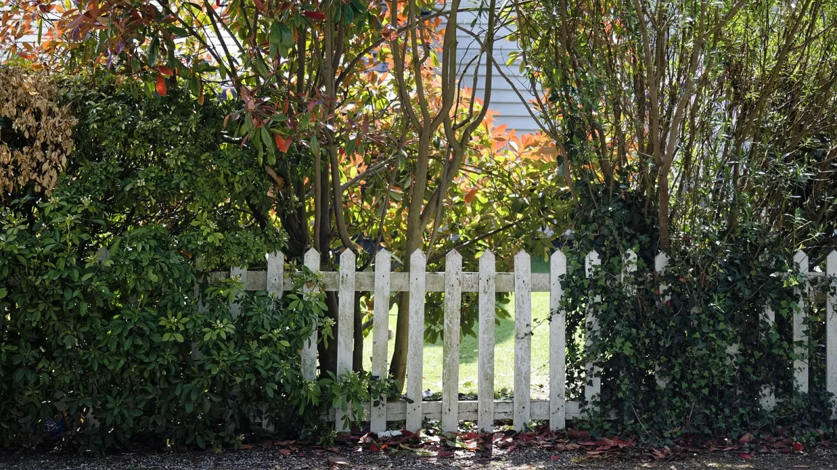 A white picket fence with a garden hedge