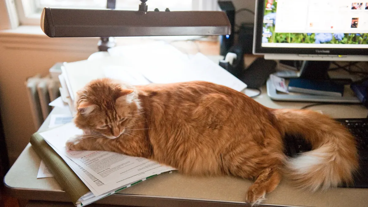 A ginger cat sprawled across tax paperwork on a desk