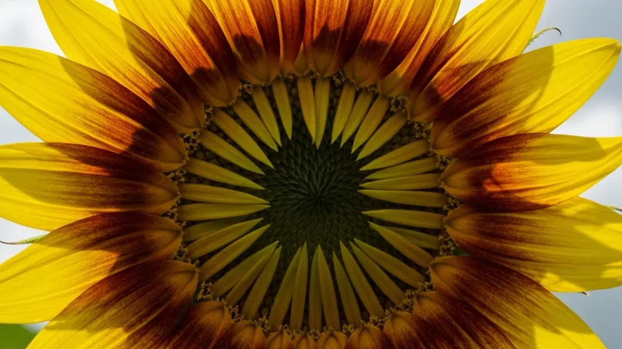 Dynamic pricing graph showing revenue optimization over time