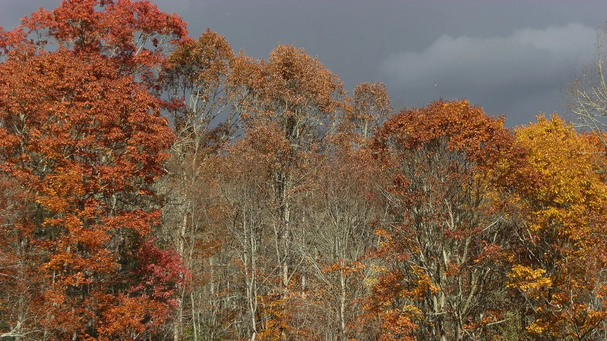 Layered autumn color across the ridges of the Great Smoky Mountains