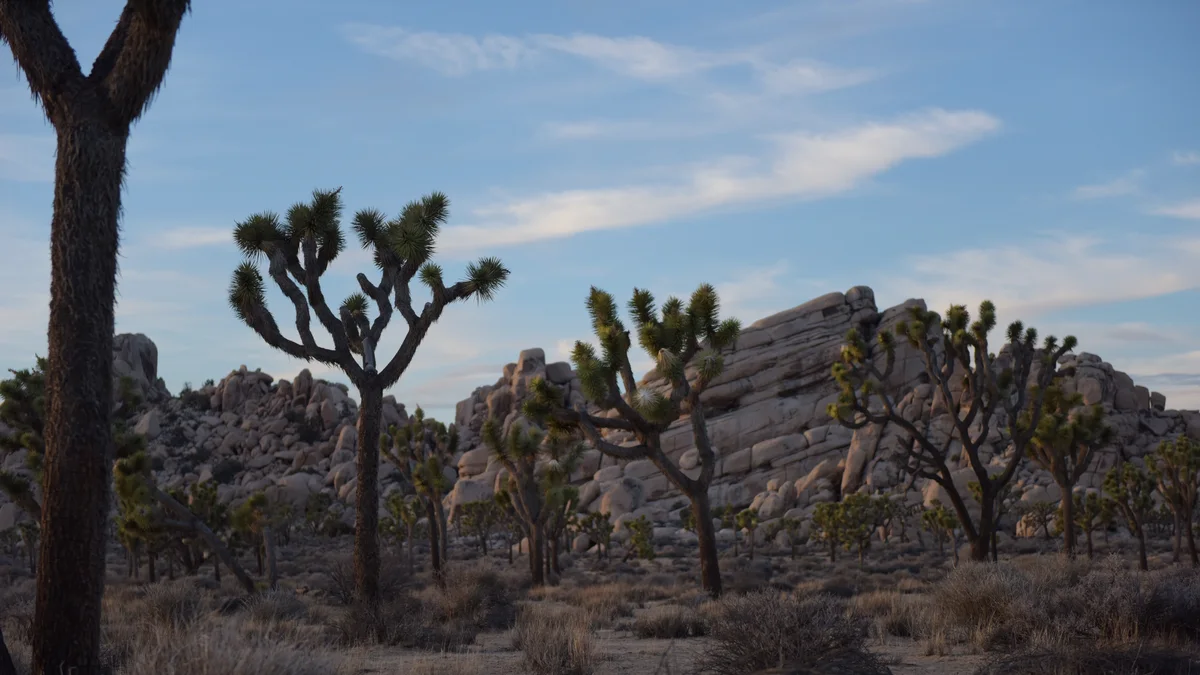 Joshua Tree National Park boulders and Joshua trees — the surreal scenery behind design-led desert demand