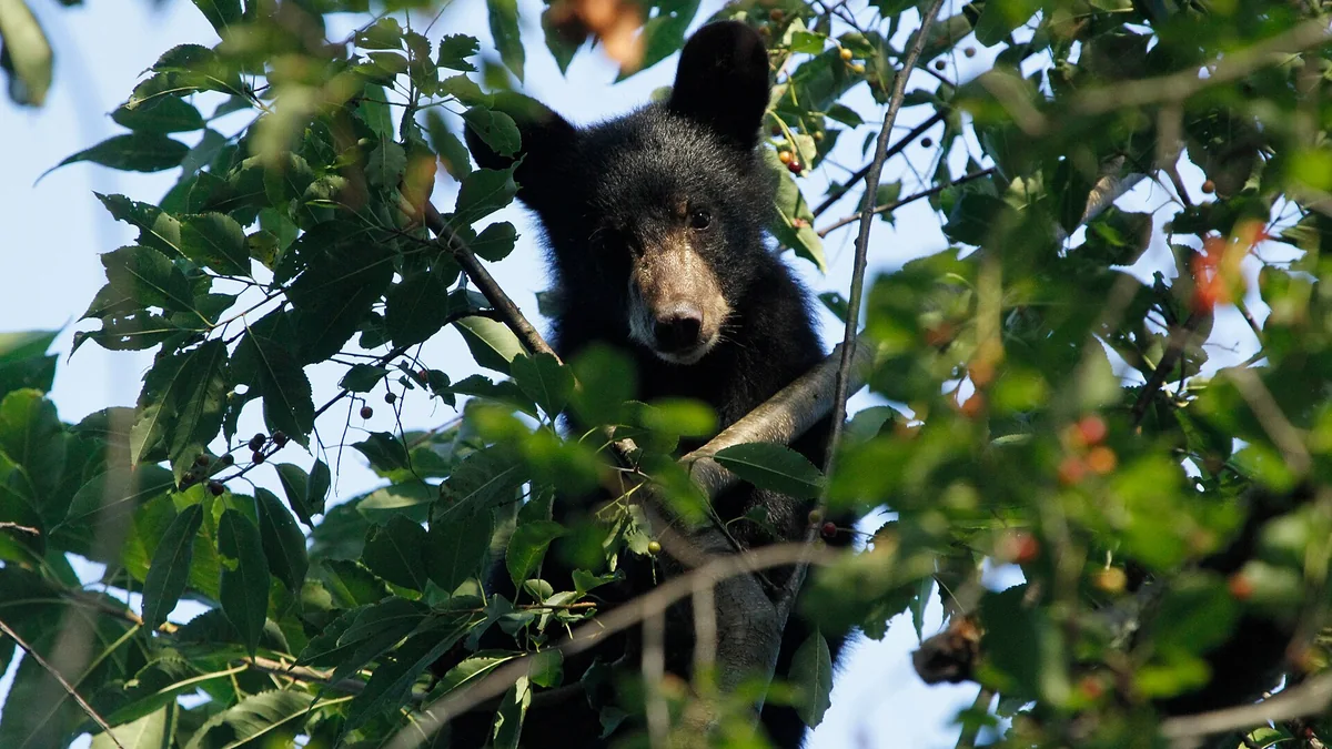 A black bear looking out from the branches of a tree