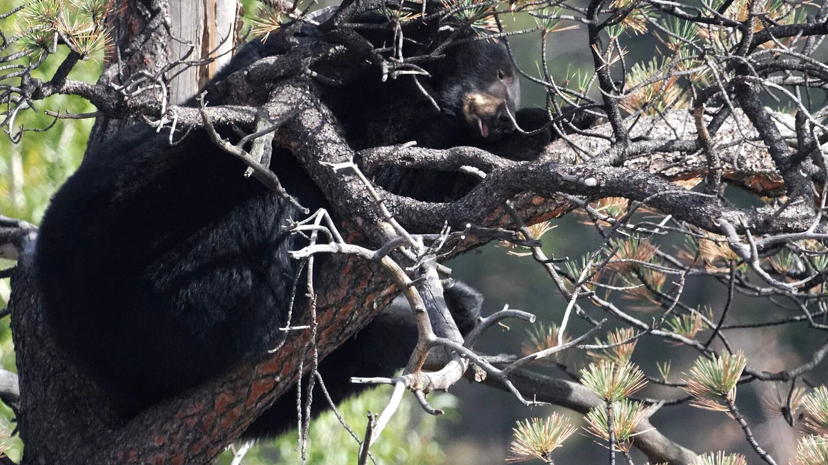 A black bear resting on the branches of a tree in downtown Estes Park, Colorado