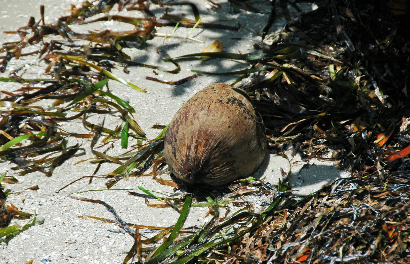 A shell-strewn beach on Captiva Island, Florida, known for world-class shelling