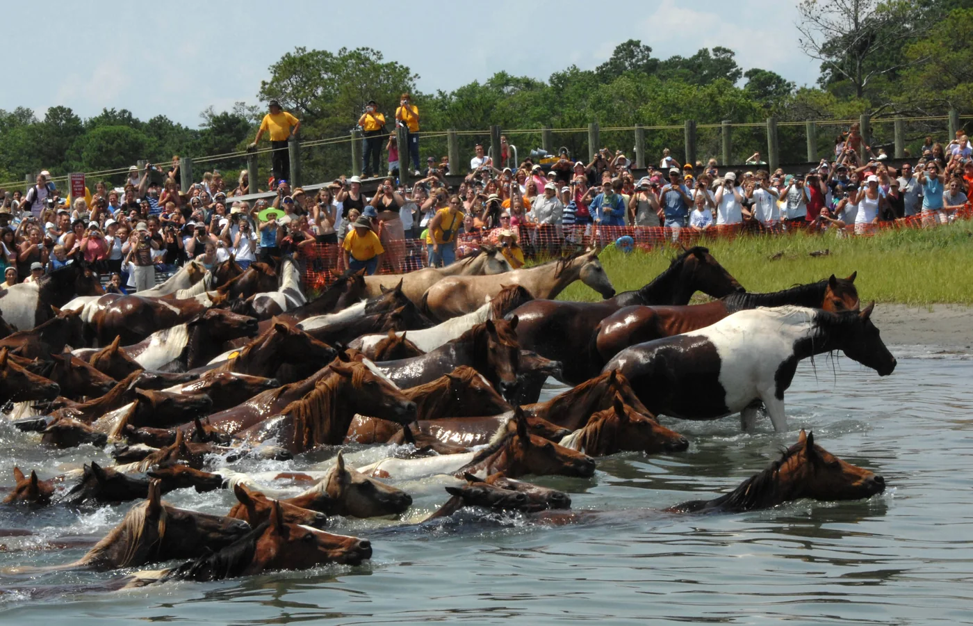 Chincoteague ponies crossing the channel from Assateague during the annual Pony Swim