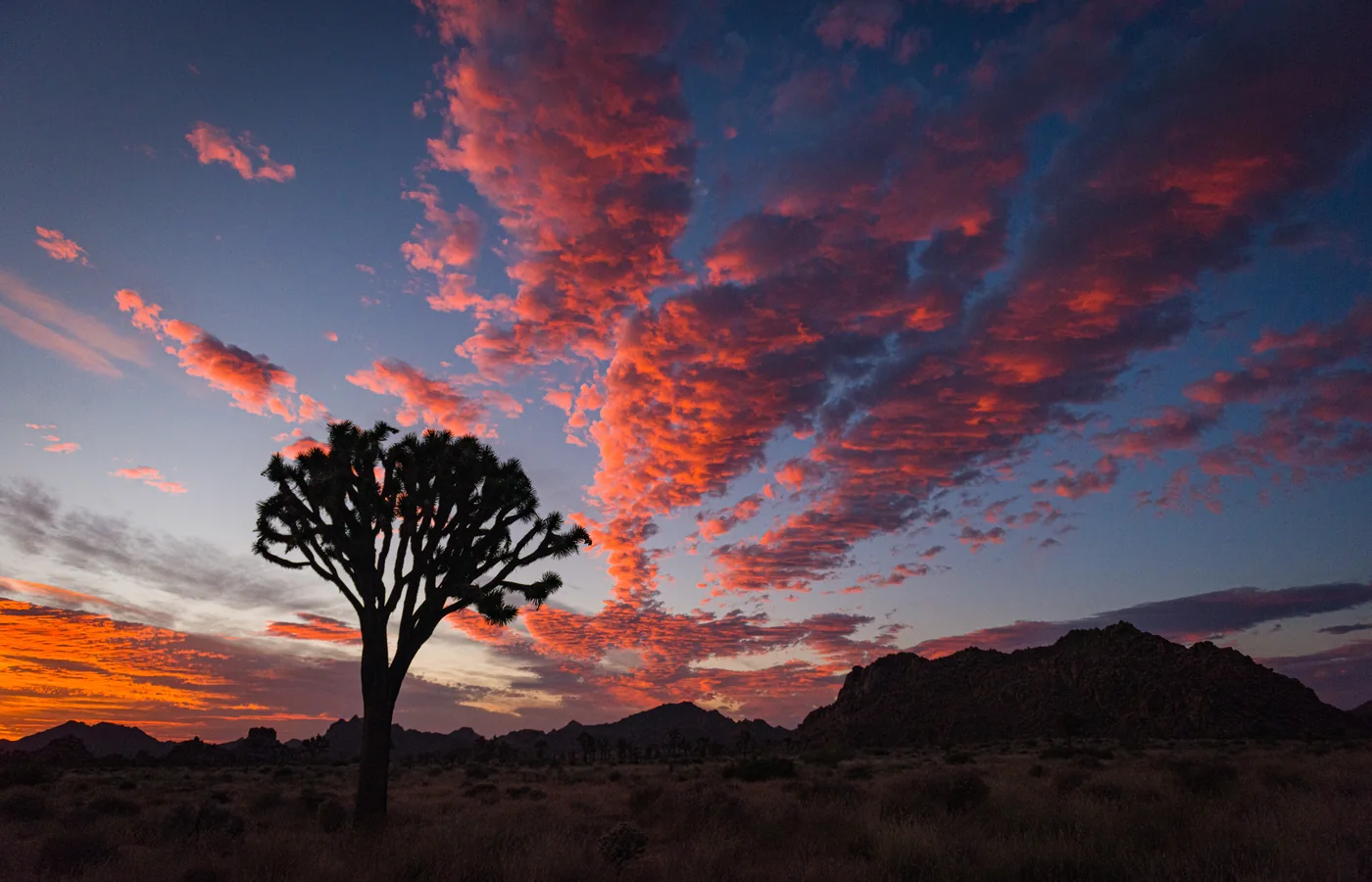 Joshua trees silhouetted against the sunset in Joshua Tree National Park