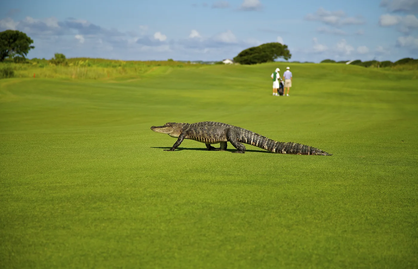 An alligator crossing a golf fairway on Kiawah Island, South Carolina, where wildlife was planned into the resort from the start