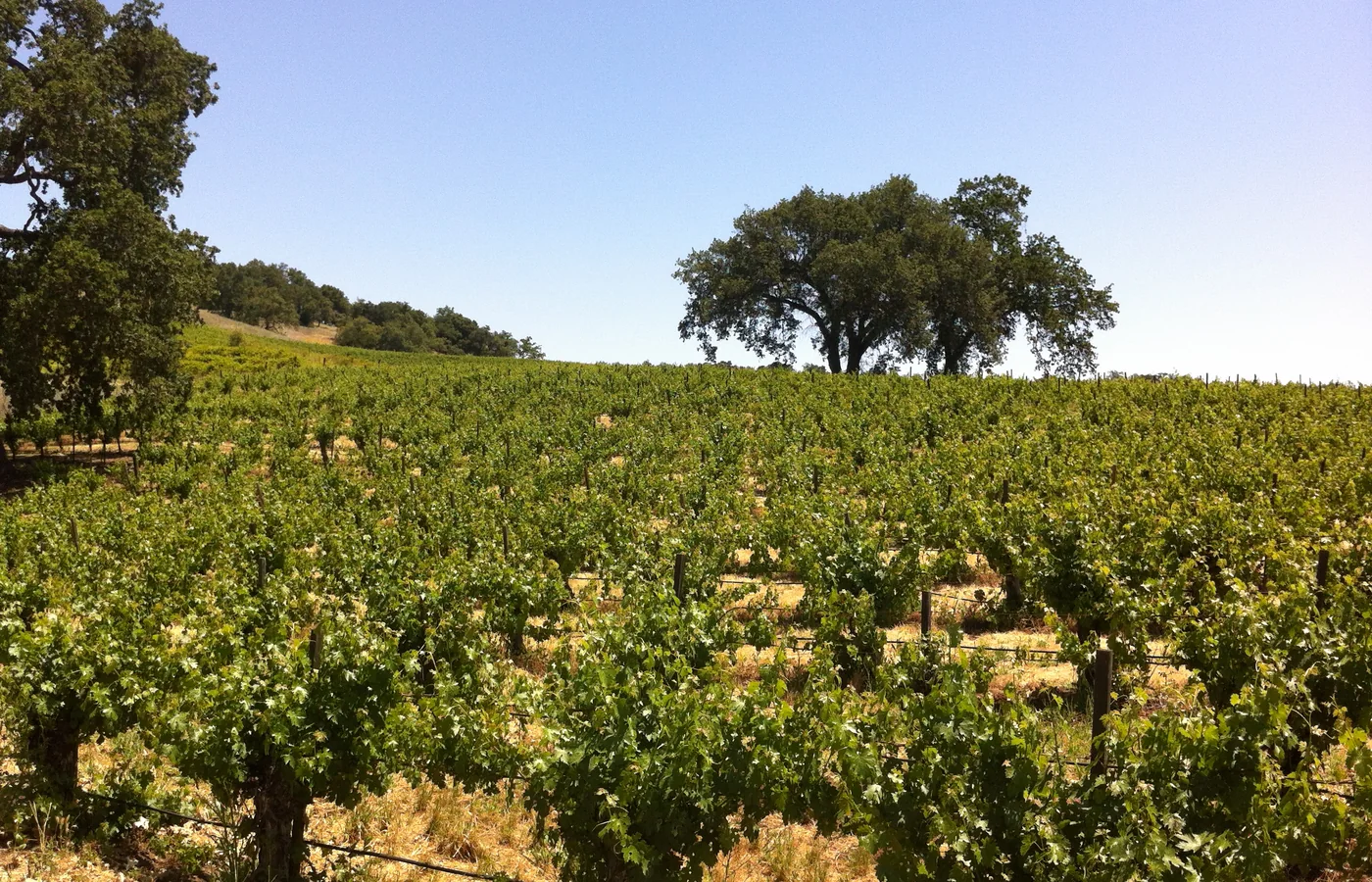 Vineyards in the oak-dotted hills of Paso Robles wine country, the region a visiting Polish pianist helped start