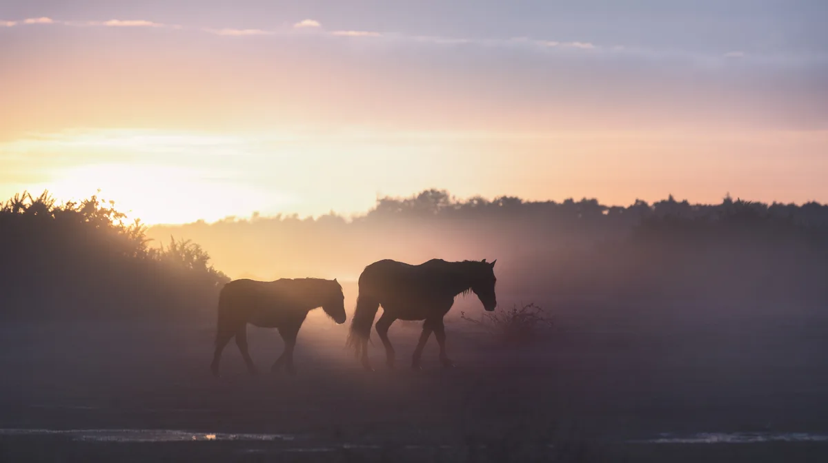 Two New Forest ponies walking through mist at sunrise near Ocknell, in the New Forest