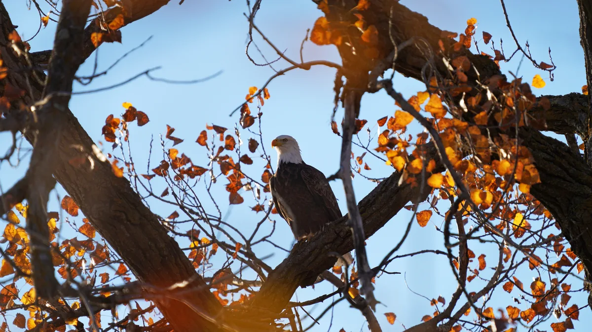A bald eagle perched above its nest among autumn leaves at Lake Carlos State Park, Minnesota
