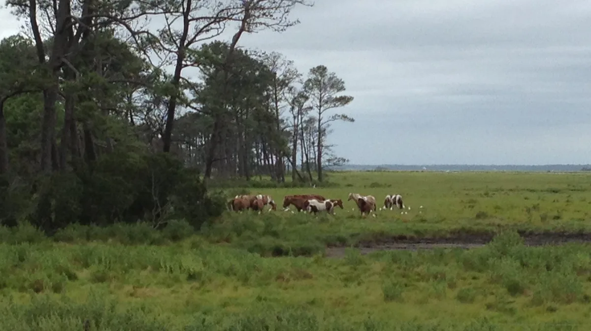 Airbnb marketing services in Chincoteague, Virginia, USA