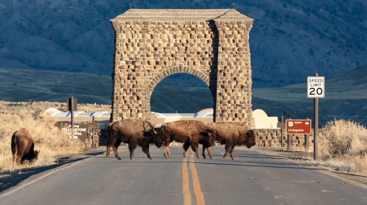 Bison crossing the road by the Roosevelt Arch at Yellowstone's North Entrance in Gardiner, Montana