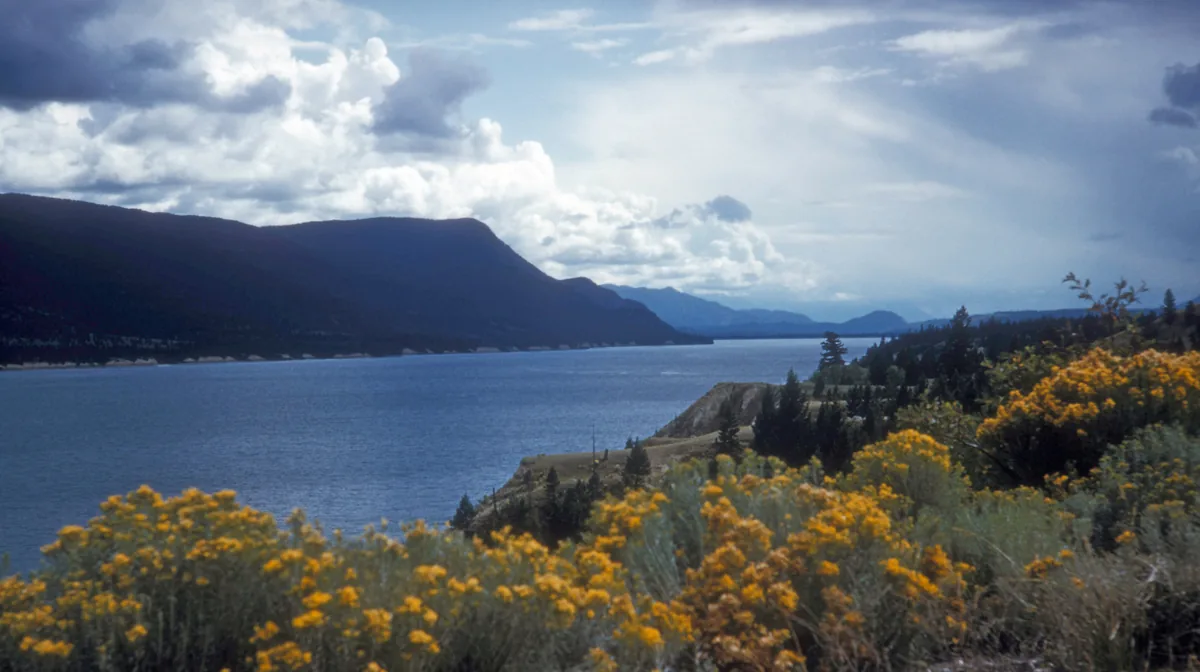 Lake Windermere and the mountains of the Columbia Valley, British Columbia, with yellow shrubs in bloom on the bank