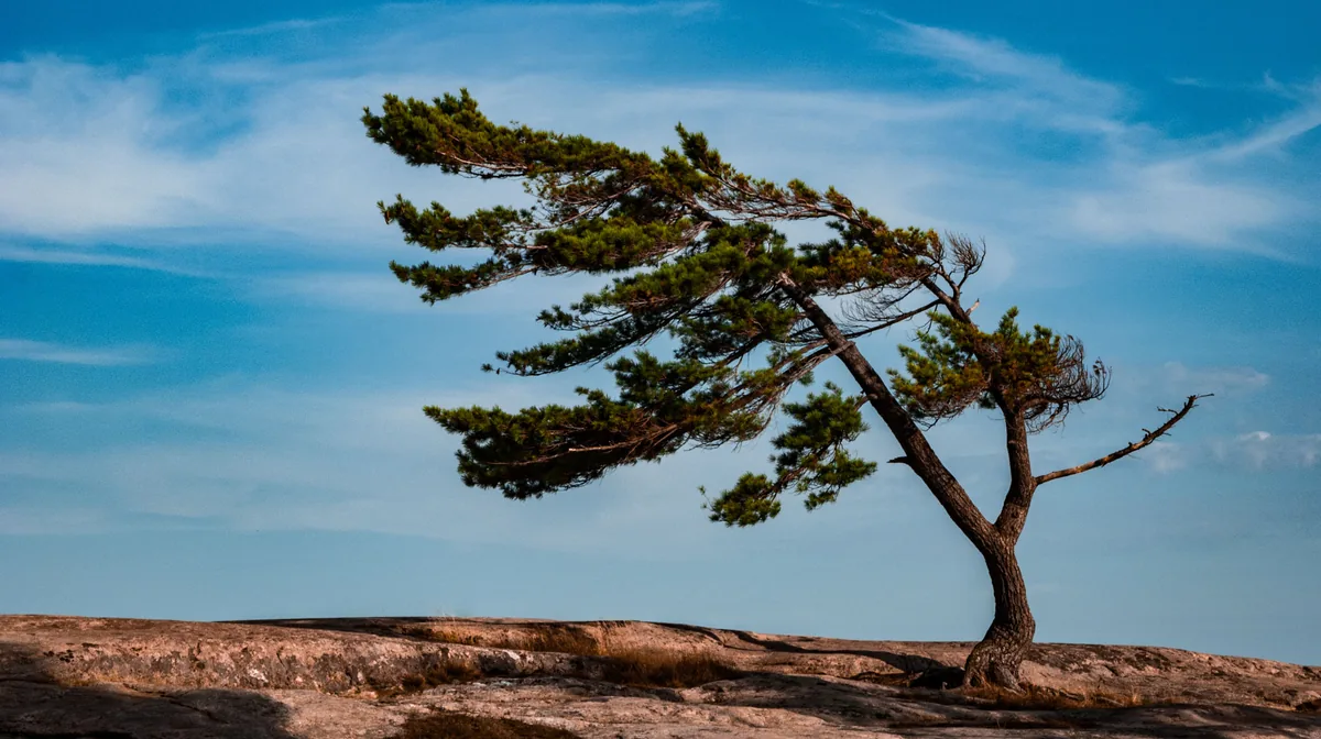 A windswept pine on the granite shore of Georgian Bay at Killbear Provincial Park, near Parry Sound, Ontario