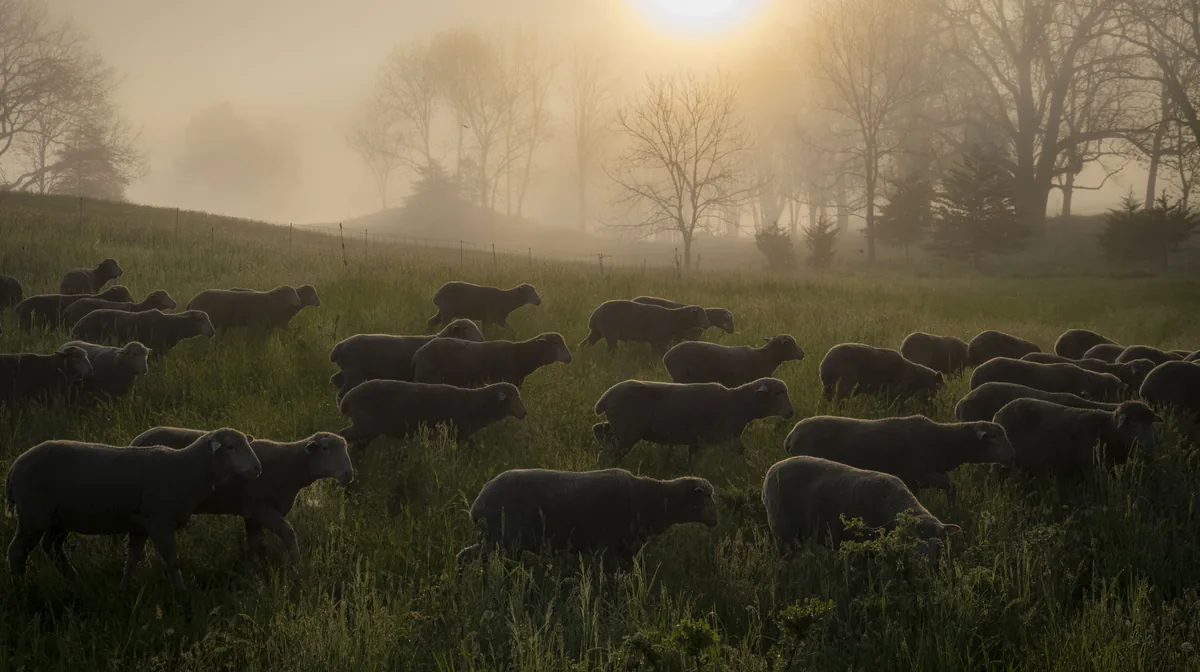 A flock of sheep heading out to pasture at sunrise on a farm in Warwick, New York