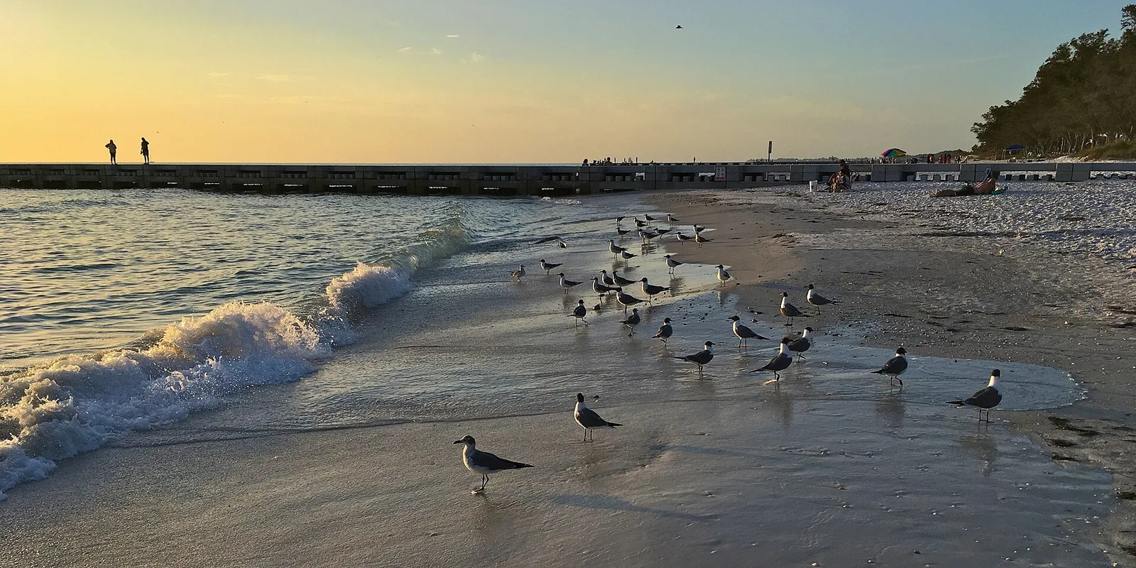 2017 Sarasota Cortez Beach Seagulls 1 FRD — Anna Maria Island airbnb marketing