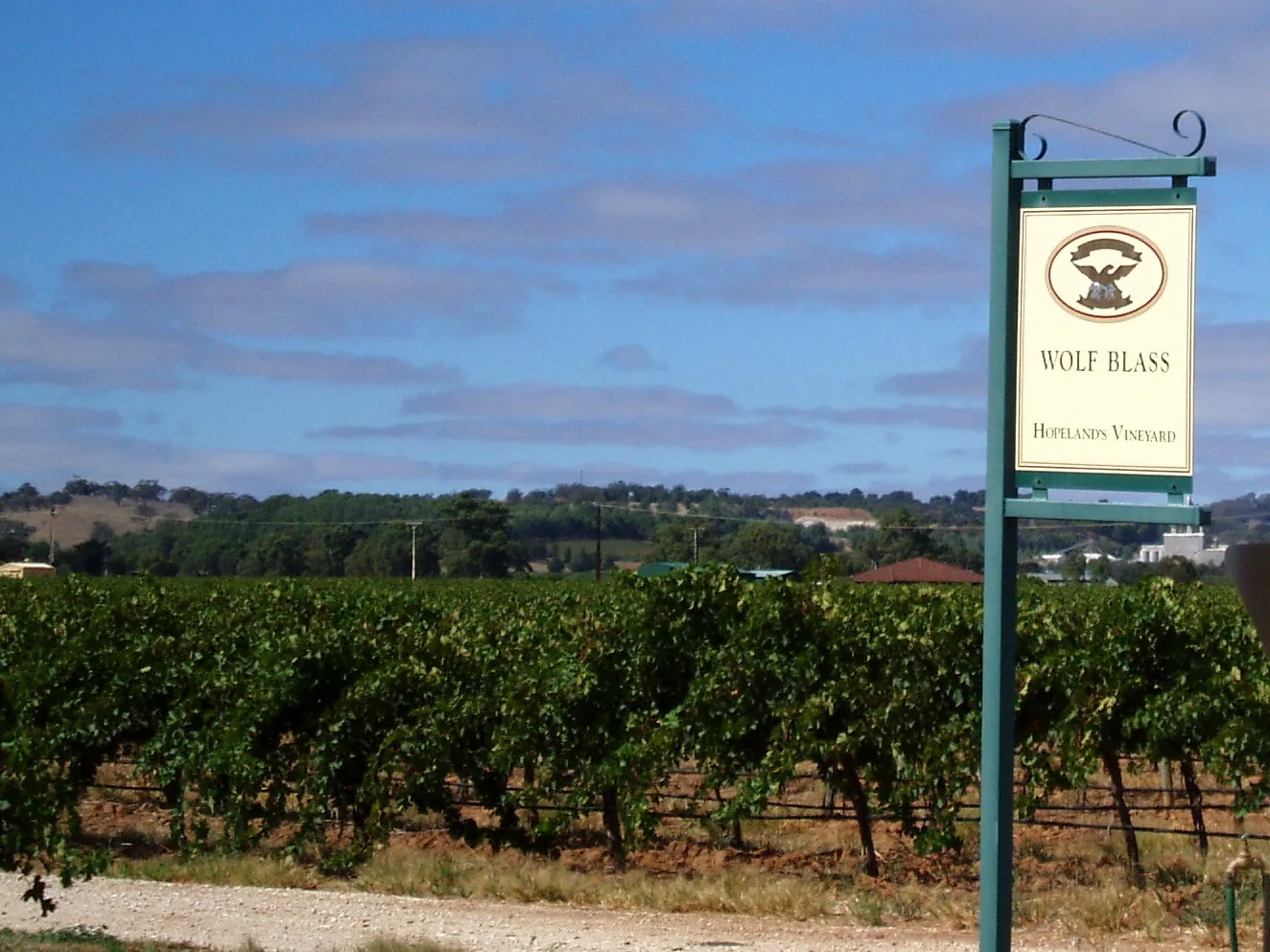 Wolf Blass vineyard in Barossa Valley. SA — Barossa Valley airbnb marketing