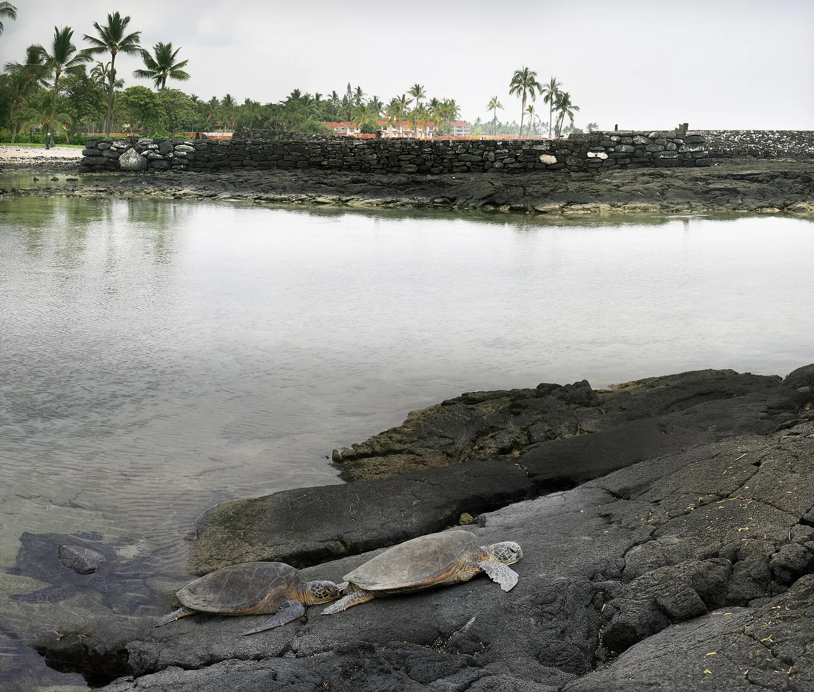Green turtles at an old lava flow and Hawaiian temple at background — Big Island airbnb marketing