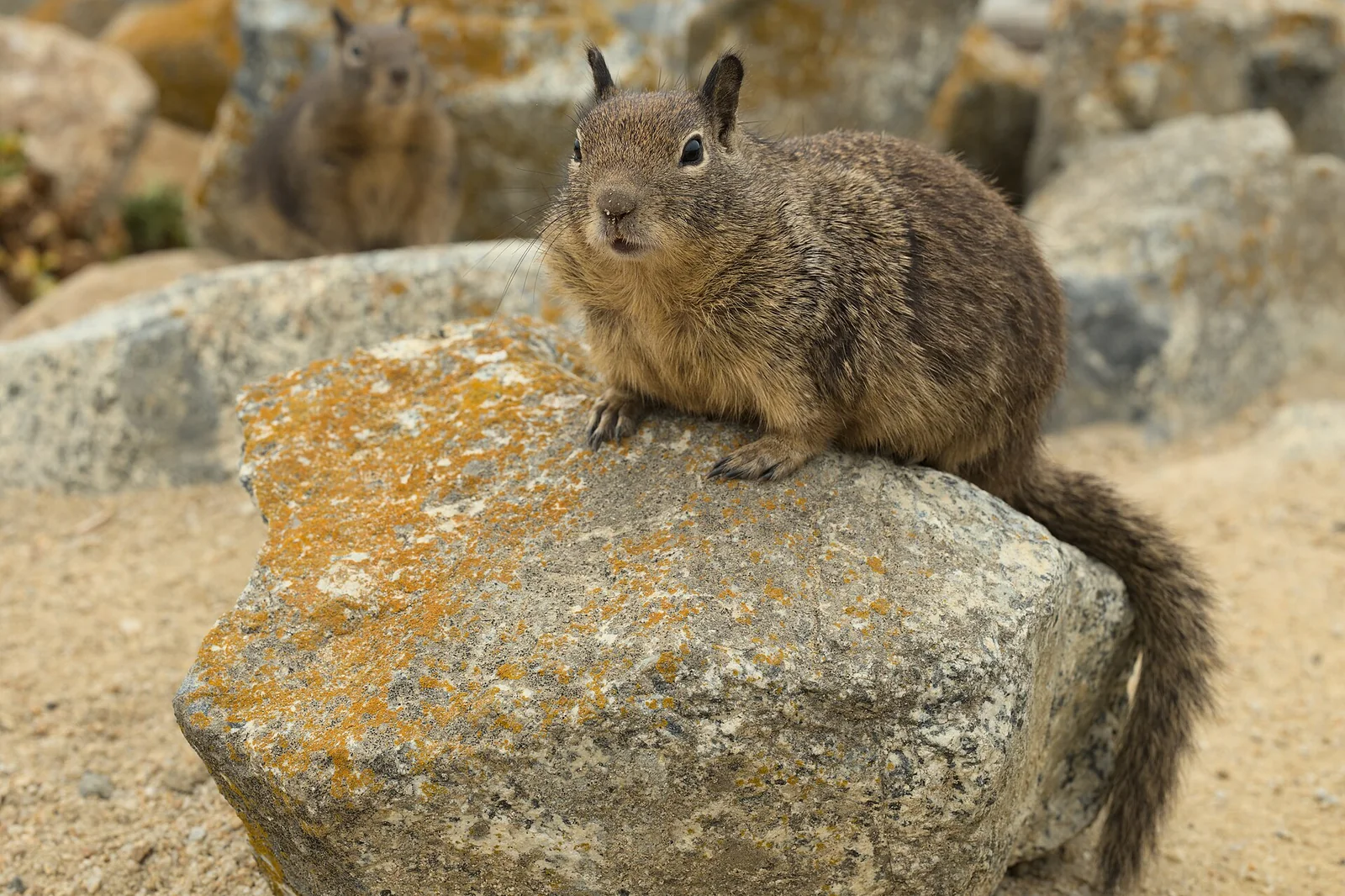 California ground squirrel — Cambria airbnb marketing