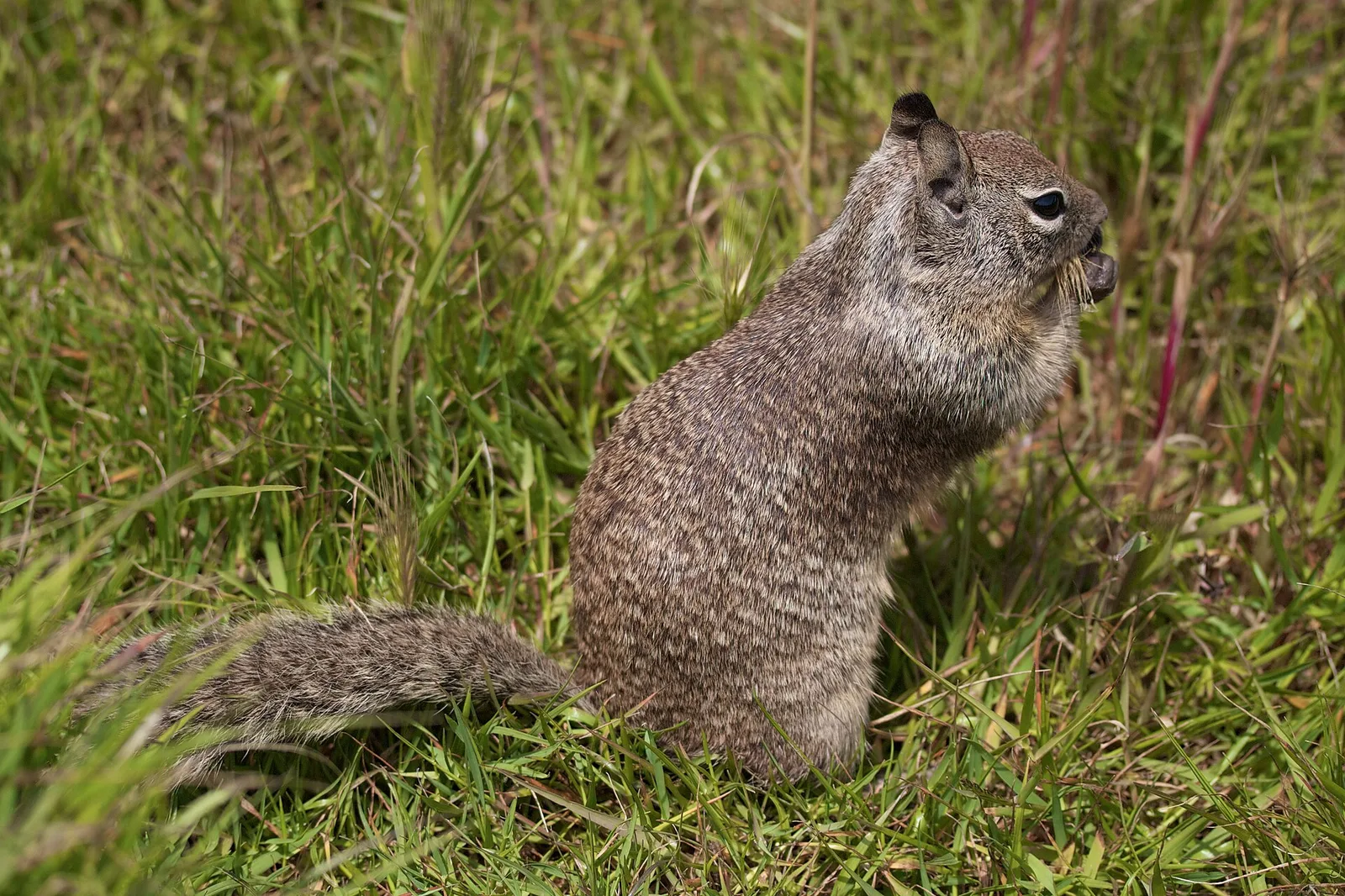 Cambria ground squirrel — Cambria airbnb marketing