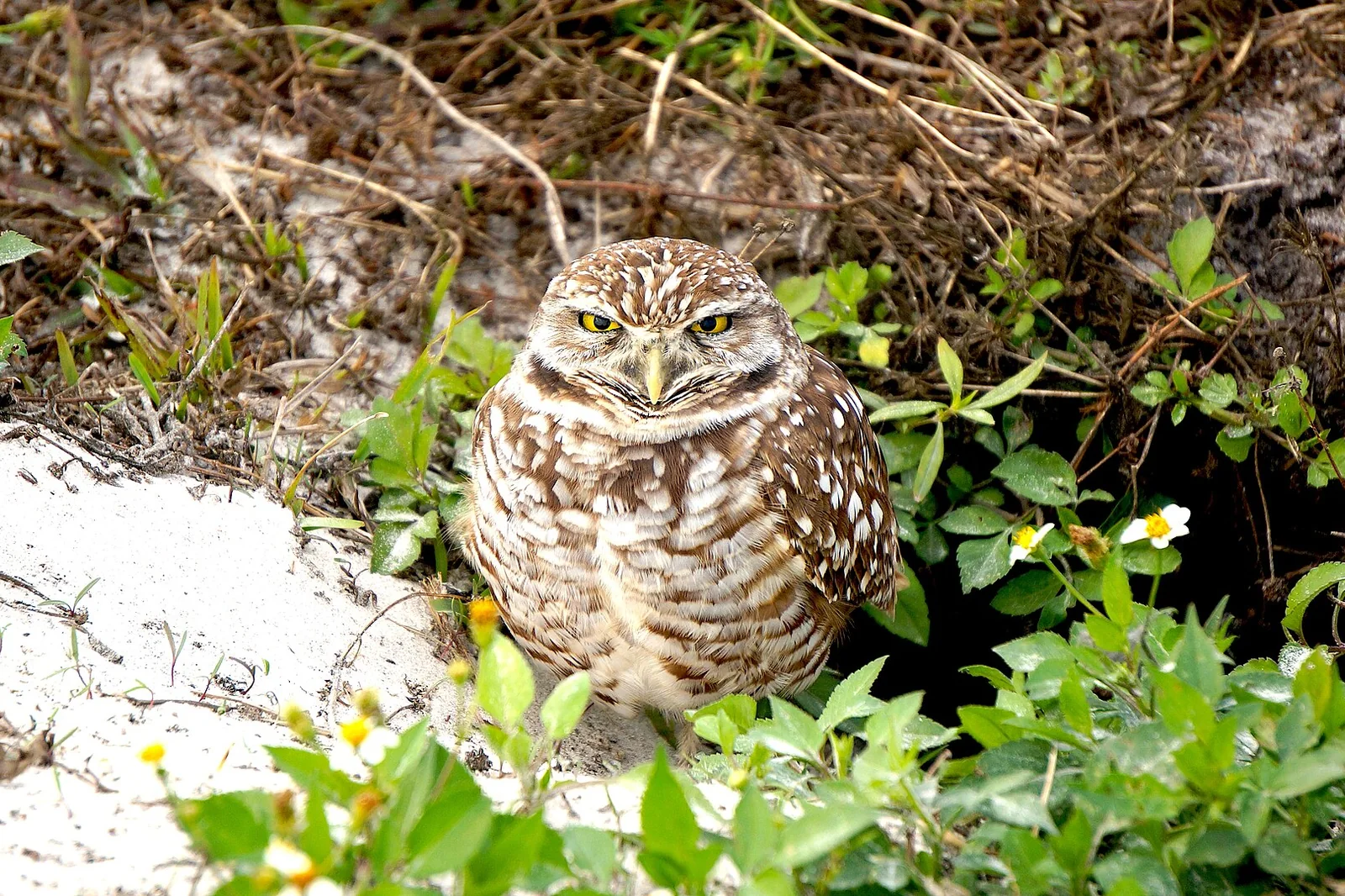 Florida burrowing owl — Cape Coral airbnb marketing