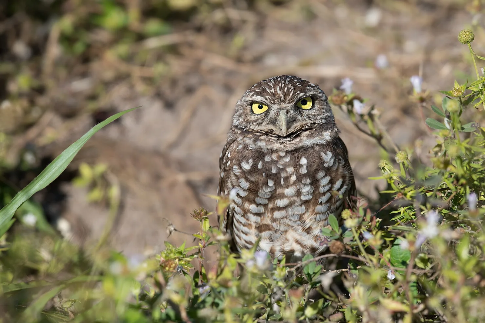 Burrowing owl, cape coral — Cape Coral airbnb marketing