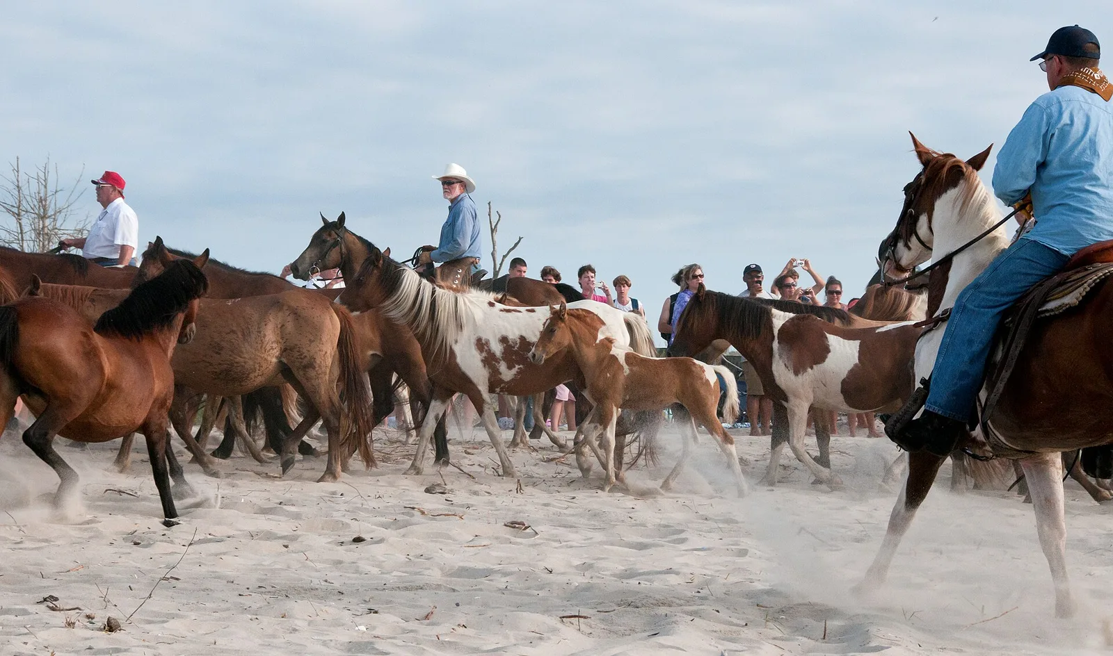 Chincoteague ponies by Bonnie Gruenberg5 — Chincoteague airbnb marketing