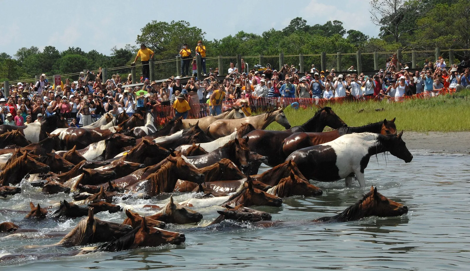 Chincoteague pony swim — Chincoteague airbnb marketing