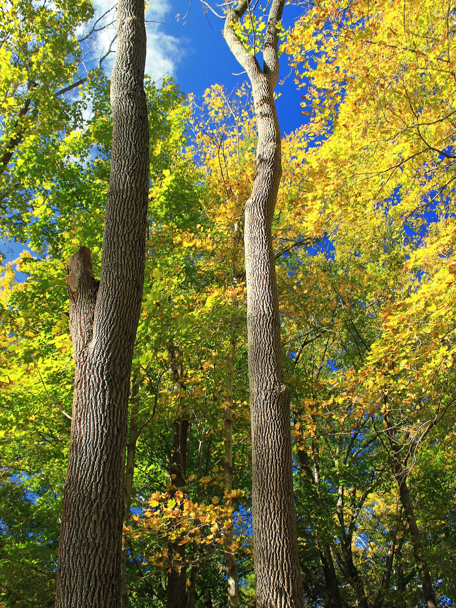 Early autumn, Cook Forest — Cook Forest airbnb marketing