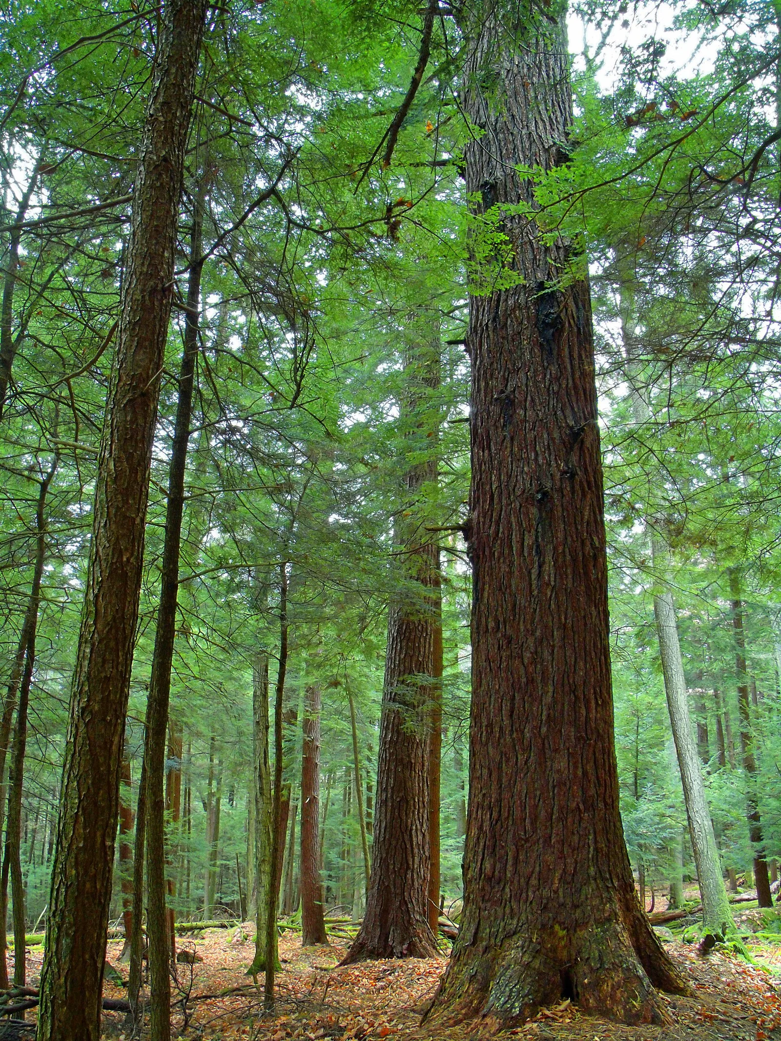Height 'n' Width — Cook Forest airbnb marketing
