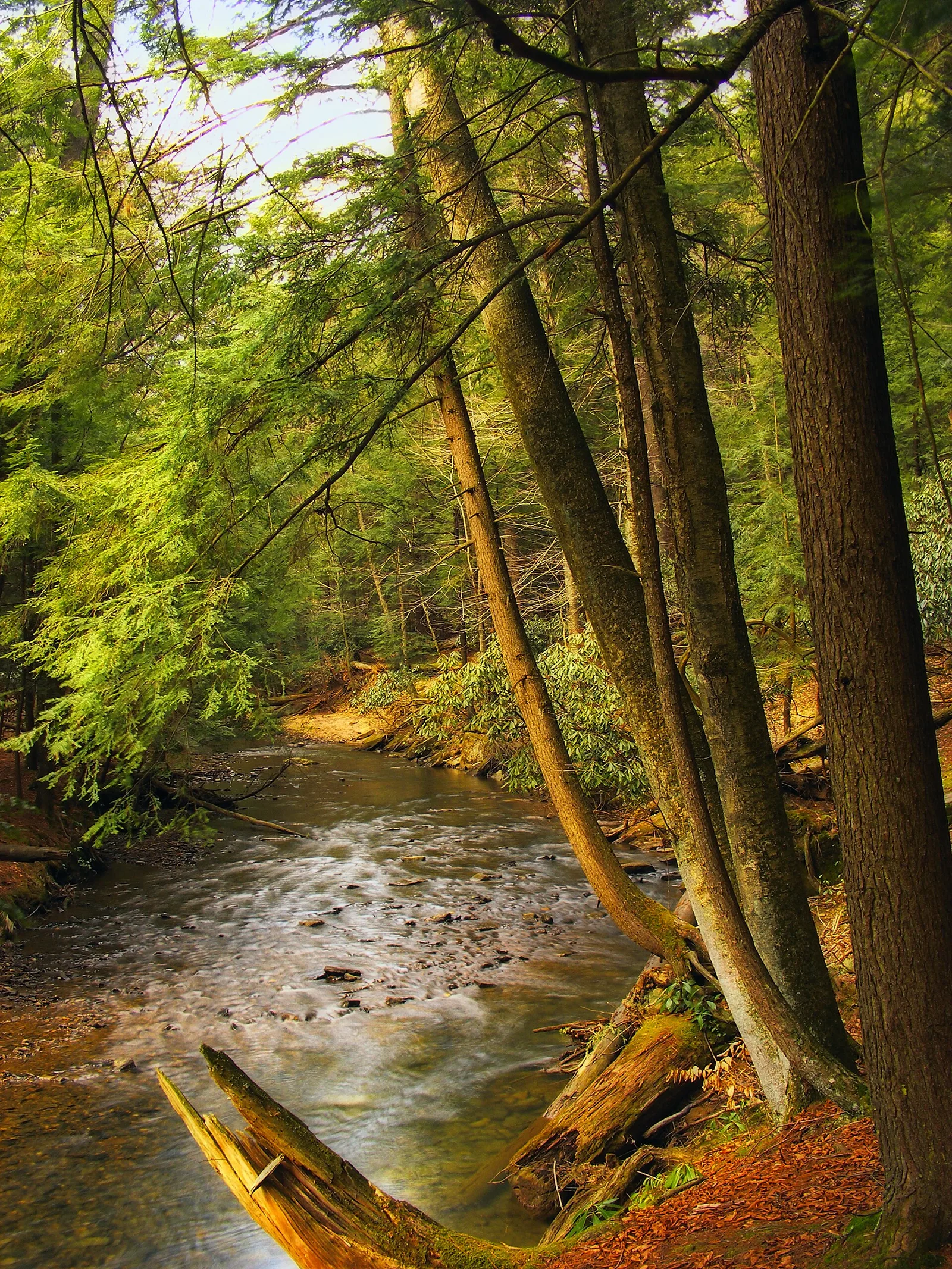 Streamside — Cook Forest airbnb marketing