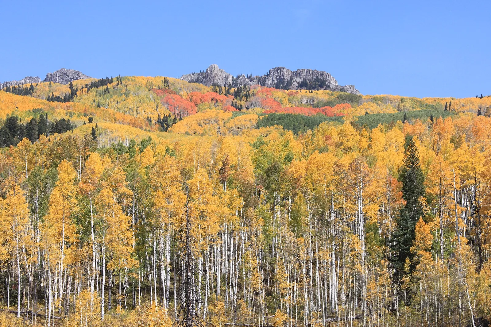 Fall Colors at Kebler Pass, Colorado USA — Crested Butte airbnb marketing