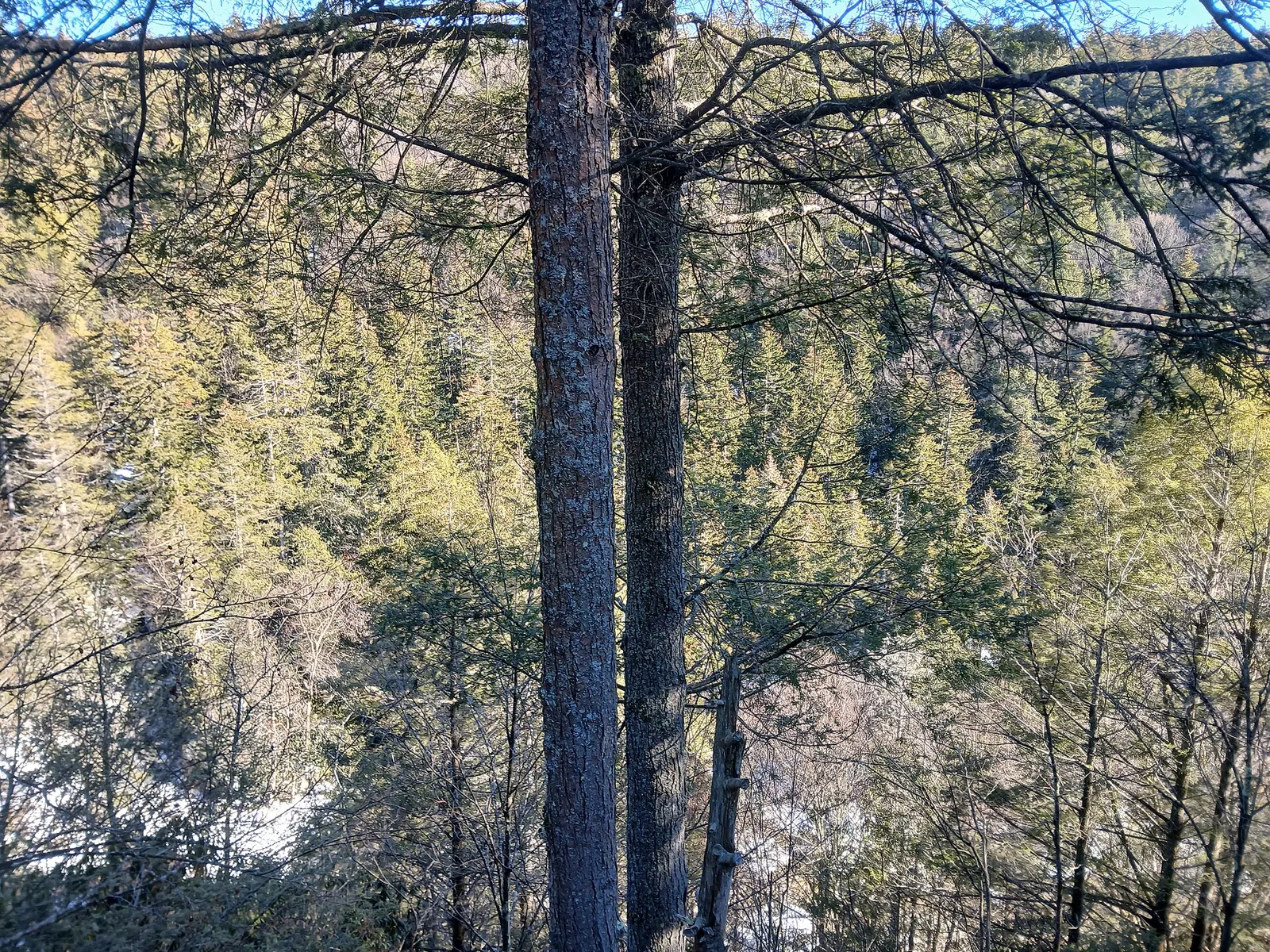 Blackwater Canyon — Davis airbnb marketing