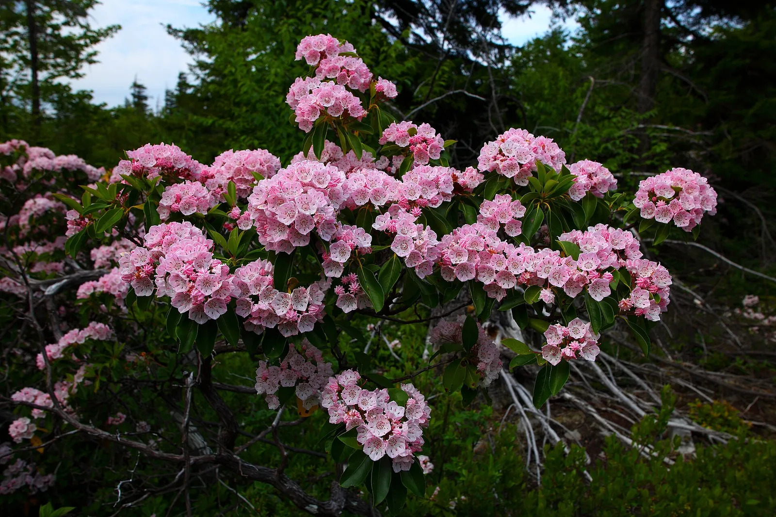 Dolly sods mountain flowers pub13 West Virginia ForestWander — Davis airbnb marketing