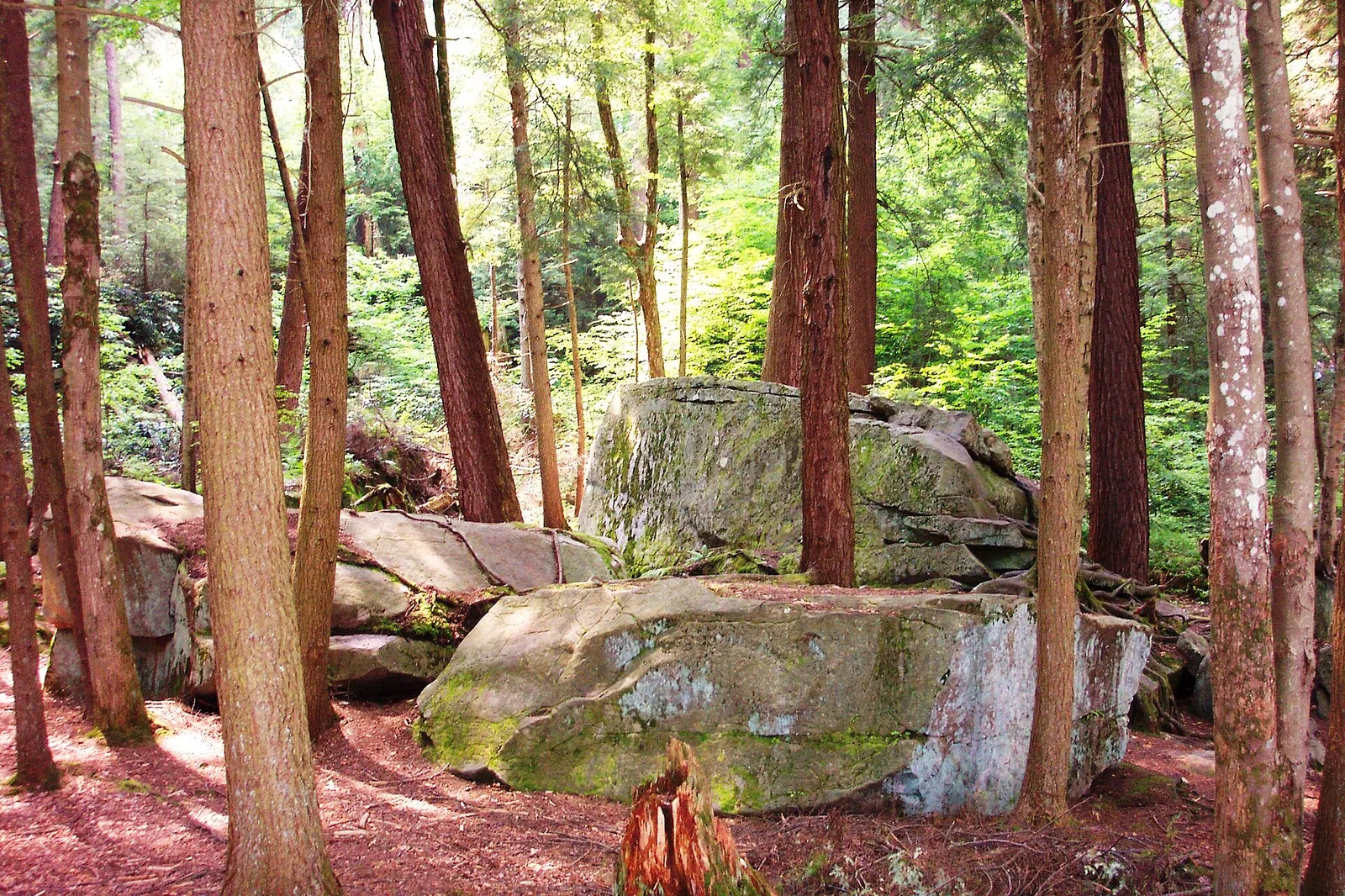 Forest Swallow Falls MD USA — Deep Creek Lake airbnb marketing