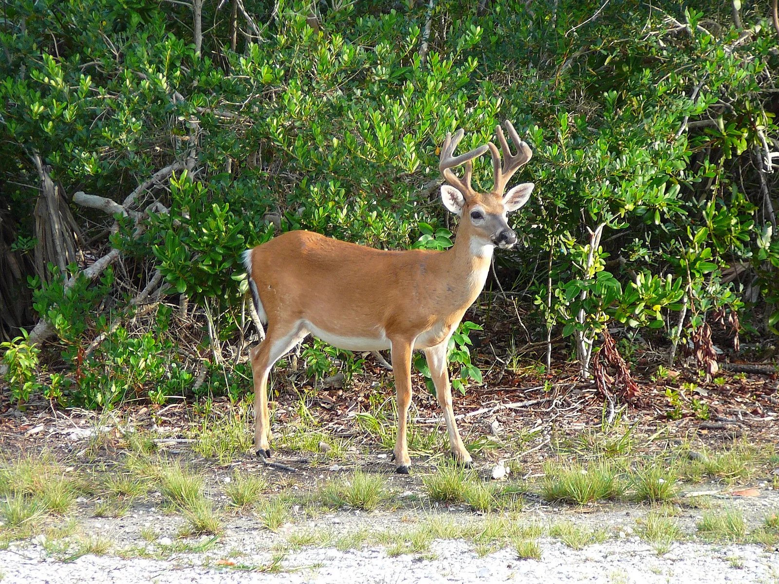 Key deer male — Florida Keys airbnb marketing