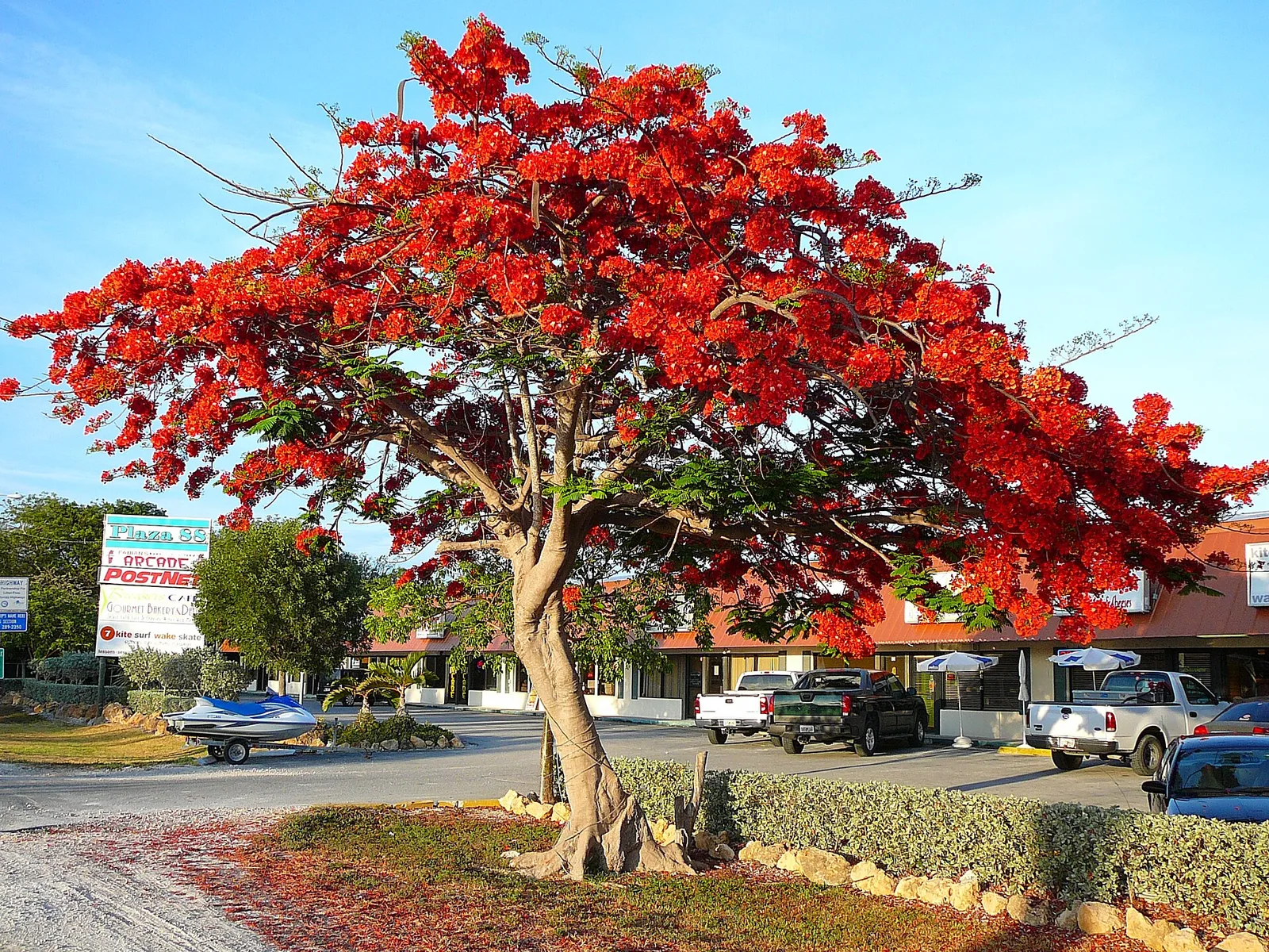 Royal Poinciana — Florida Keys airbnb marketing