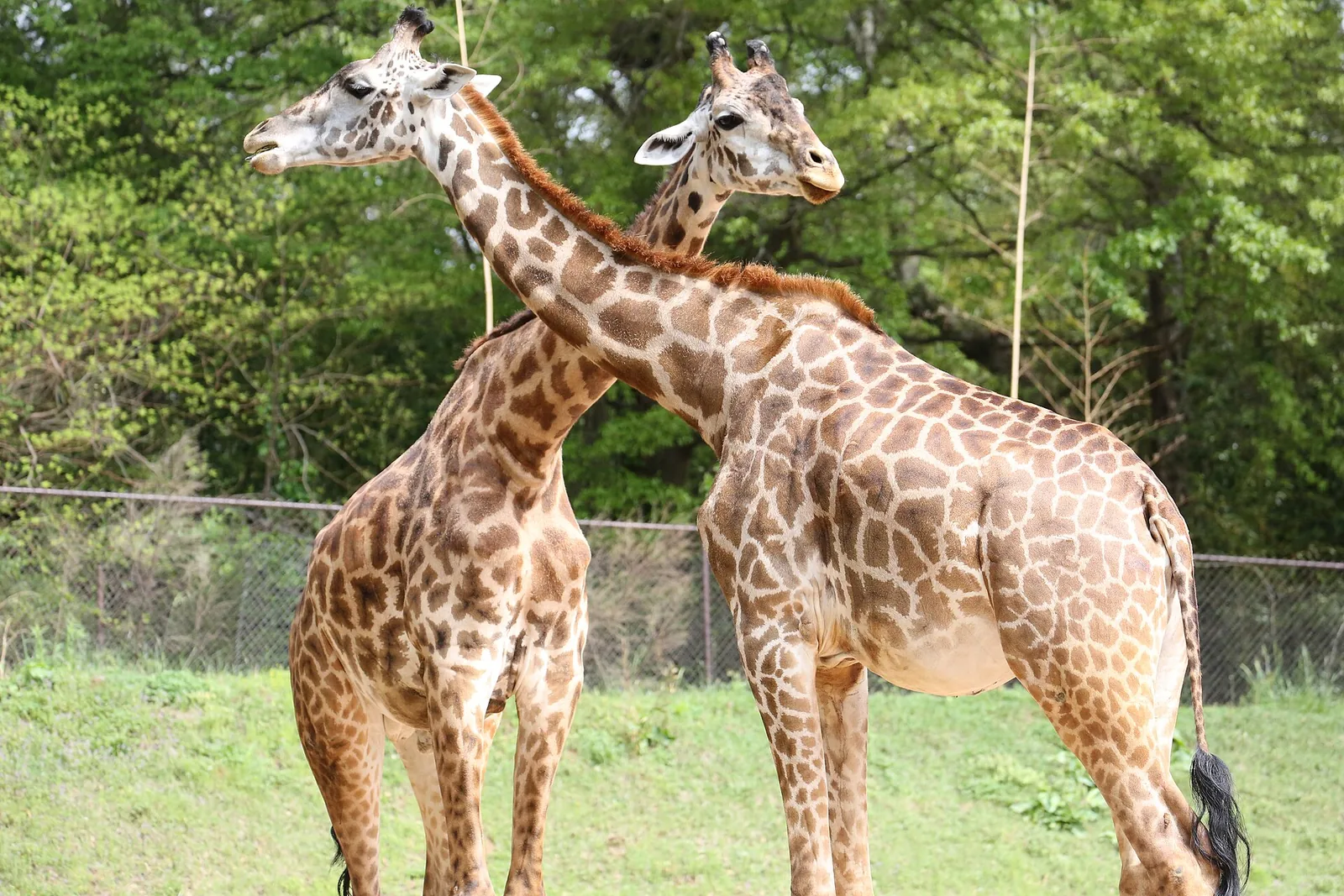 Greenvillezoo Giraffes — Falls Park on the Reedy Greenville