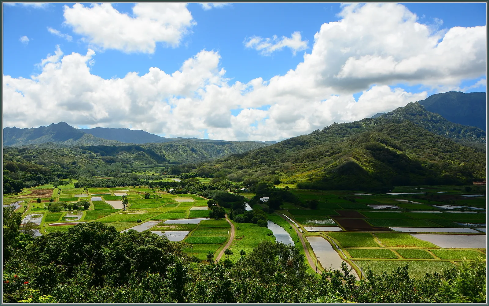 Hanalei Valley Taro Fields — Hanalei & Princeville airbnb marketing