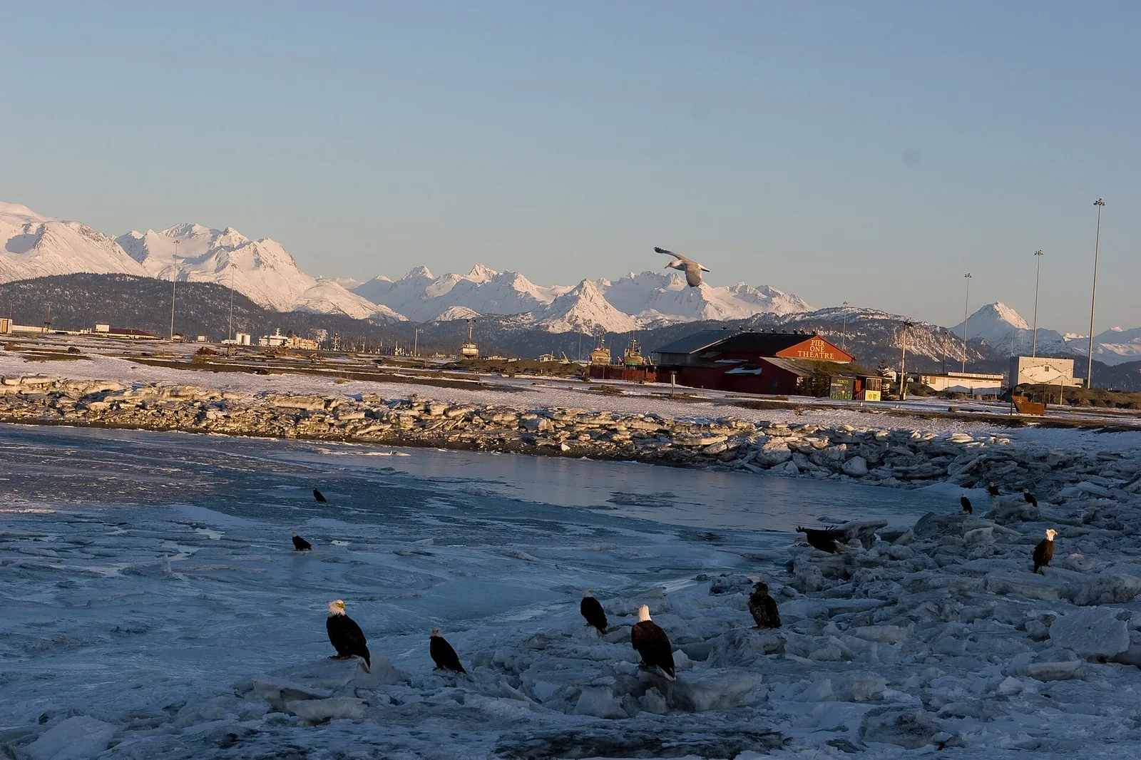 Ealges on the spit in Homer — Homer airbnb marketing