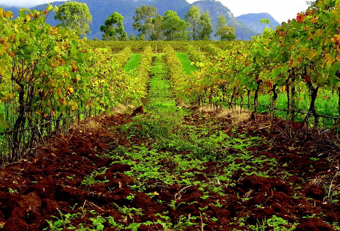 Hunter Valley Means Vineyards — Hunter Valley airbnb marketing