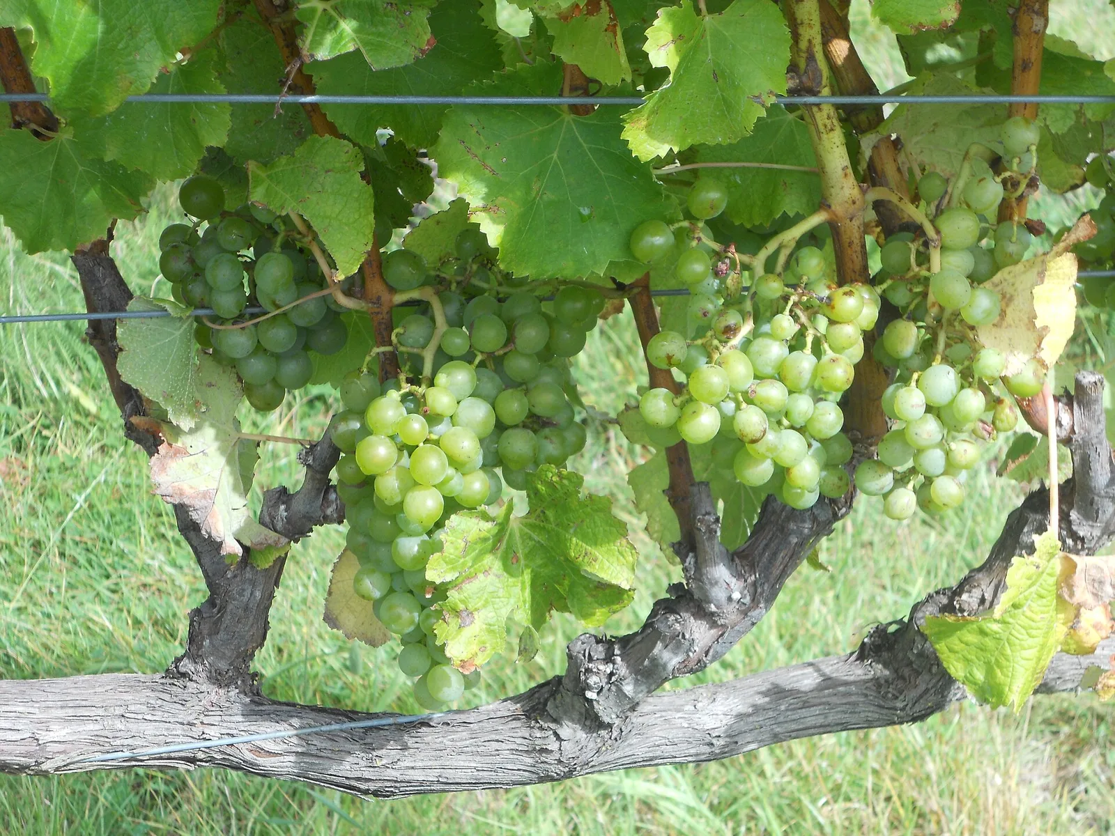 Semillon grapes on the vine — Hunter Valley airbnb marketing
